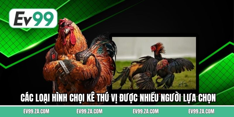 Các loại hình chọi kê thú vị được nhiều người lựa chọn Các loại hình chọi kê thú vị được nhiều người lựa chọn